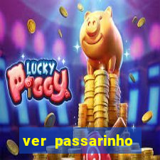 ver passarinho morto significado