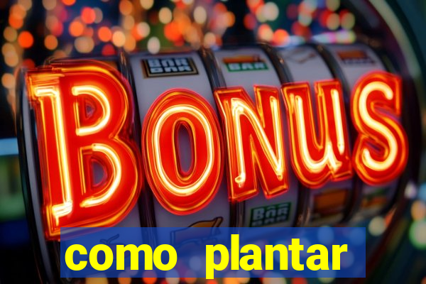 como plantar gergelim no vaso