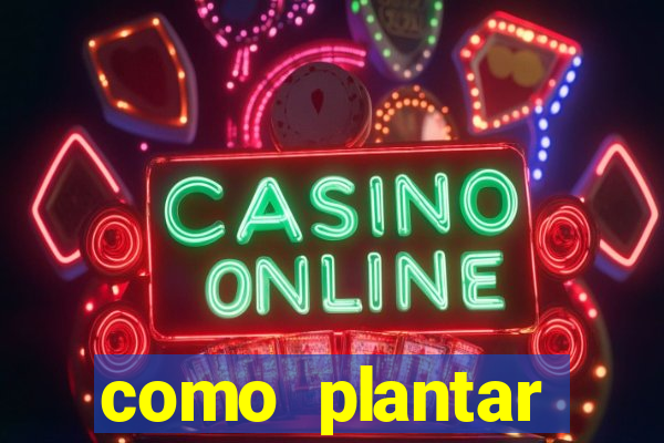 como plantar gergelim no vaso
