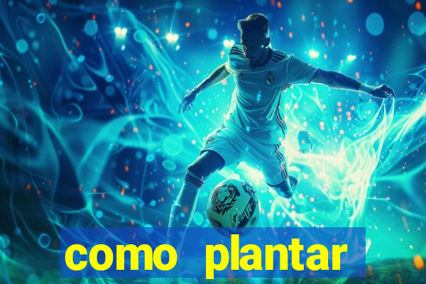 como plantar gergelim no vaso