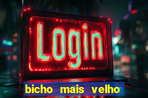 bicho mais velho da loteria dos sonhos