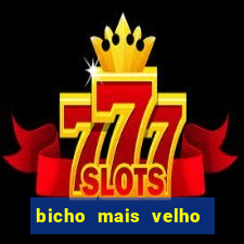 bicho mais velho da loteria dos sonhos