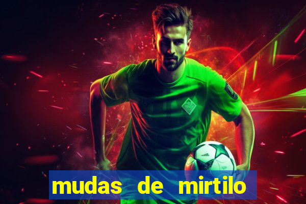 mudas de mirtilo em porto alegre