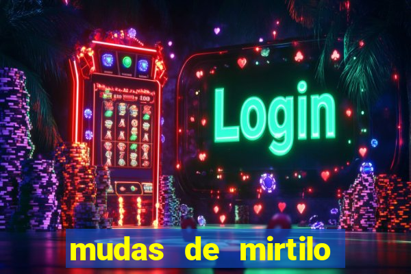 mudas de mirtilo em porto alegre
