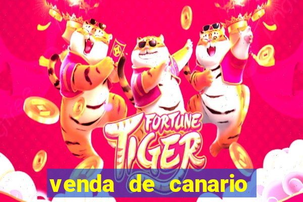 venda de canario belga bahia