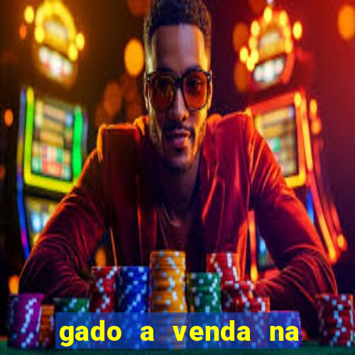 gado a venda na bahia olx