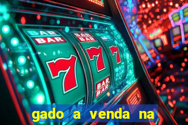 gado a venda na bahia olx