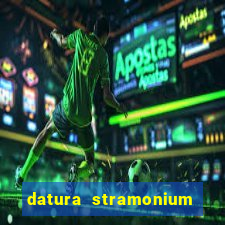 datura stramonium medicinal uses