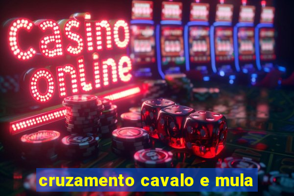 cruzamento cavalo e mula