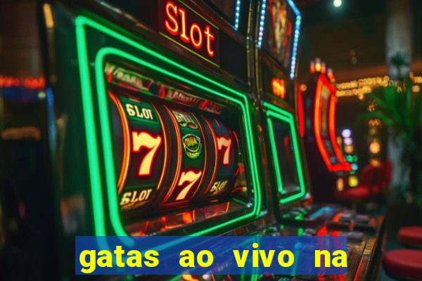 gatas ao vivo na web cam