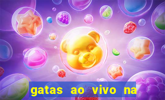 gatas ao vivo na web cam