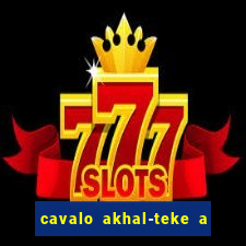 cavalo akhal-teke a venda no brasil cavalo akhal teke no