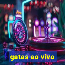 gatas ao vivo