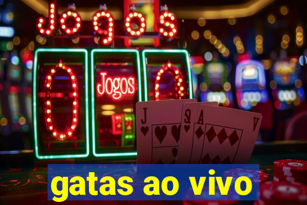 gatas ao vivo