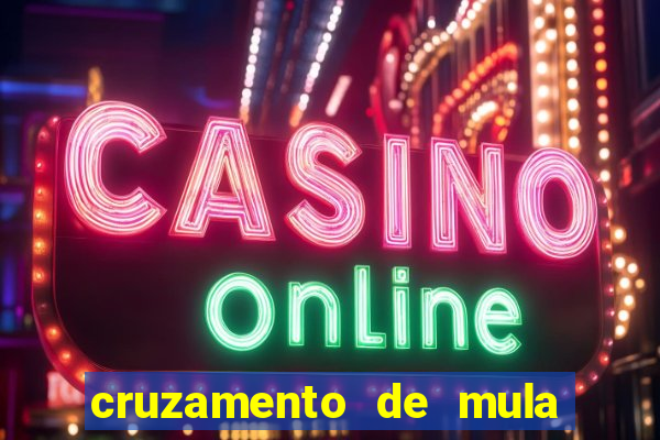 cruzamento de mula com cavalo