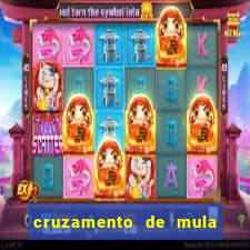 cruzamento de mula com cavalo