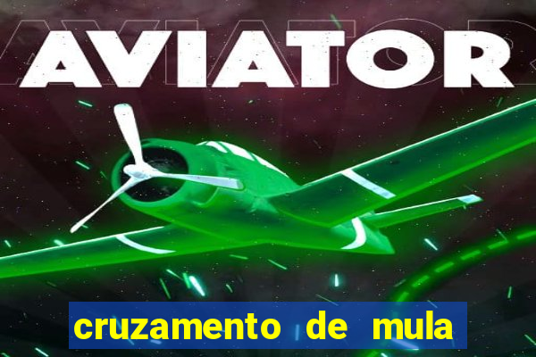cruzamento de mula com cavalo