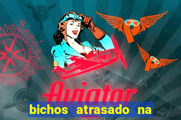 bichos atrasado na loteria dos sonhos