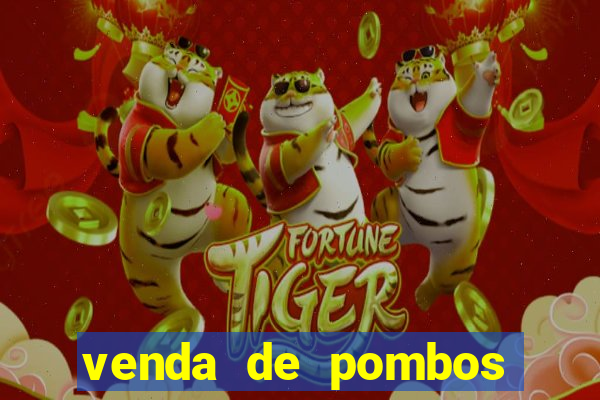 venda de pombos correios olx